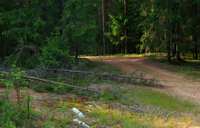 photo "***" tags: landscape, forest, summer