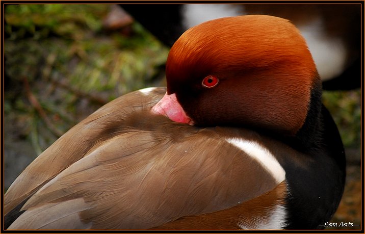 фото "and now sleep time !!" метки: природа, путешествия, дикие животные