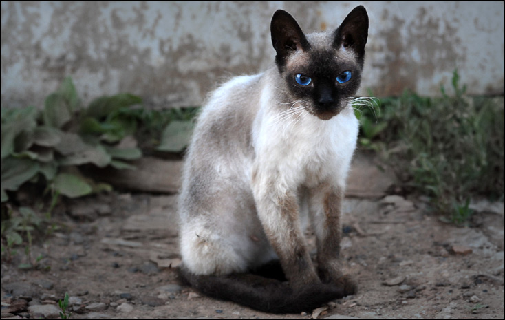 фото "Bad boy blue" метки: природа, домашние животные