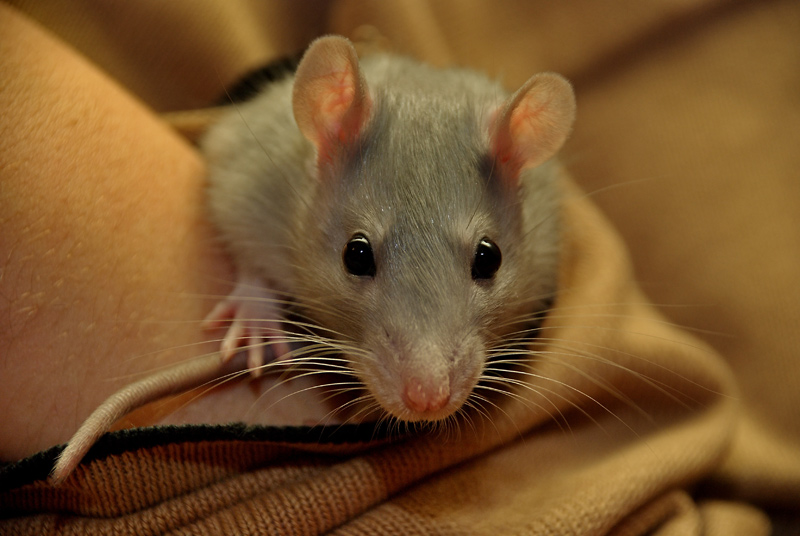 photo "Me&my rat wish you the merry Christmas & happy New Year!So we wish everyone good luck & all the best" tags: nature, pets/farm animals