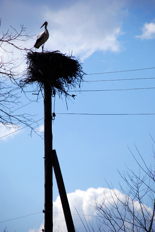 photo "My Ukraine" tags: nature, wild animals