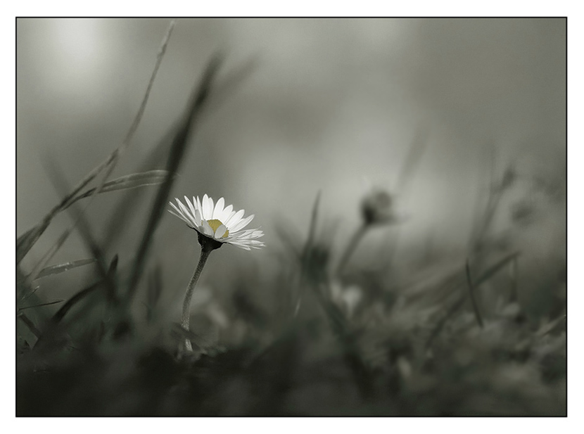 photo "***" tags: nature, flowers