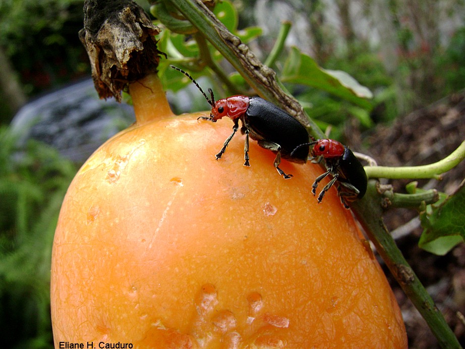 photo "***" tags: nature, insect