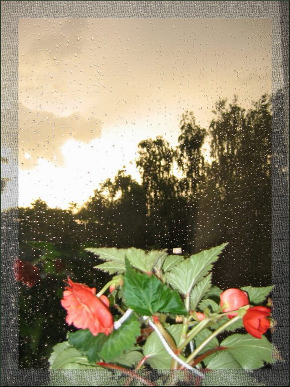 photo "***" tags: still life, nature, flowers