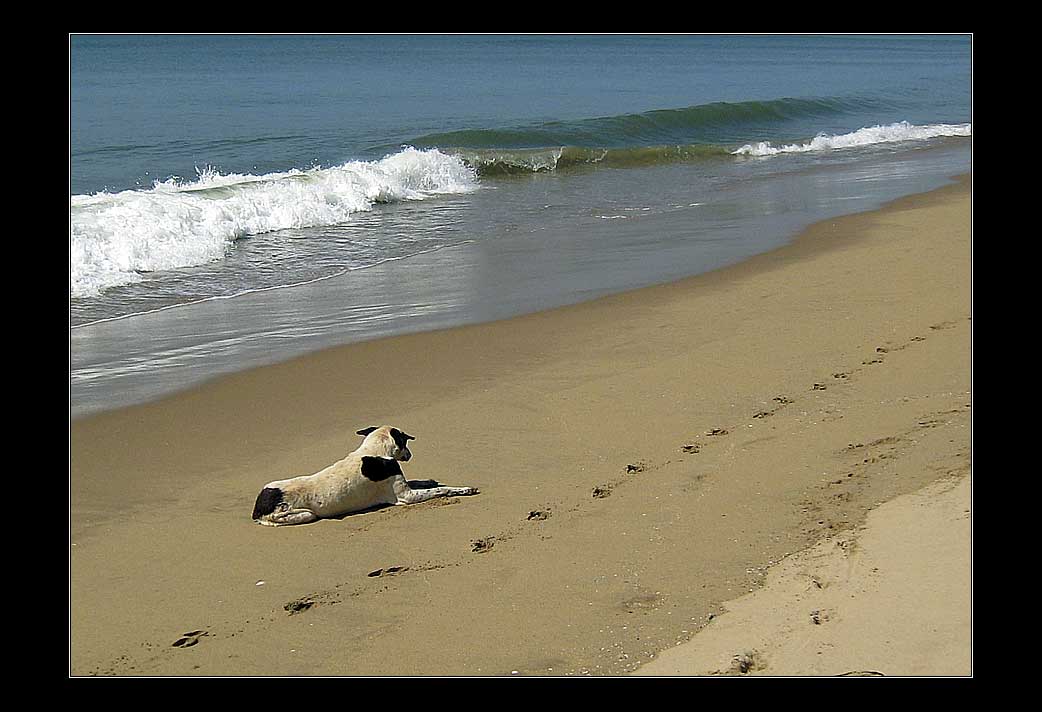 photo "beach dog" tags: travel, Asia
