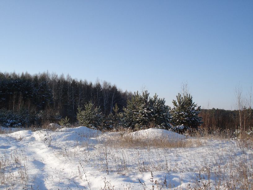 фото ""Зимушка-зима" или "С НОВЫМ ГОДОМ!"" метки: пейзаж, зима, лес