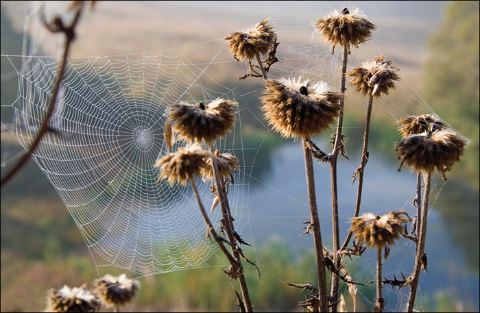 photo "***" tags: landscape, nature, autumn, flowers