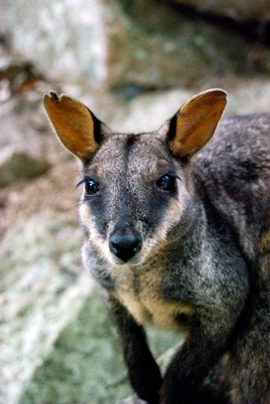 photo "***" tags: nature, travel, Australia, wild animals