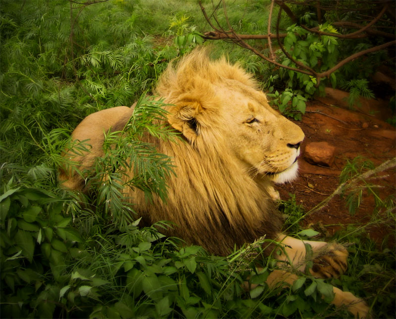 photo "King of beasts" tags: nature, travel, Africa, wild animals