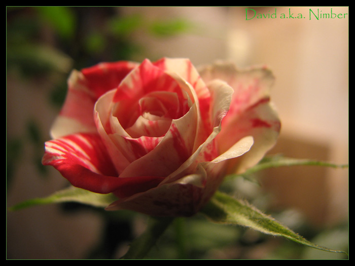 photo "***" tags: nature, macro and close-up, flowers