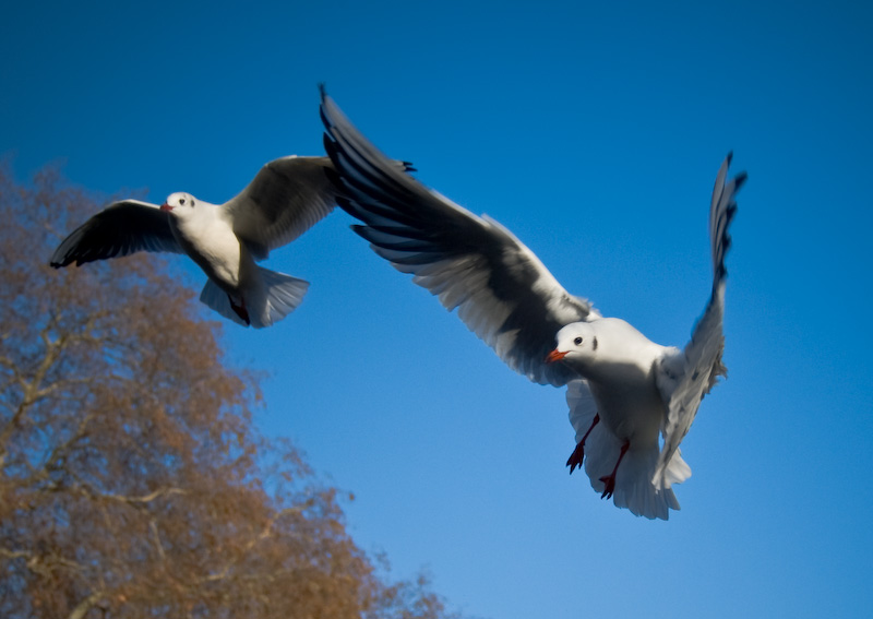 photo "The London's seagulls" tags: nature, travel, Europe