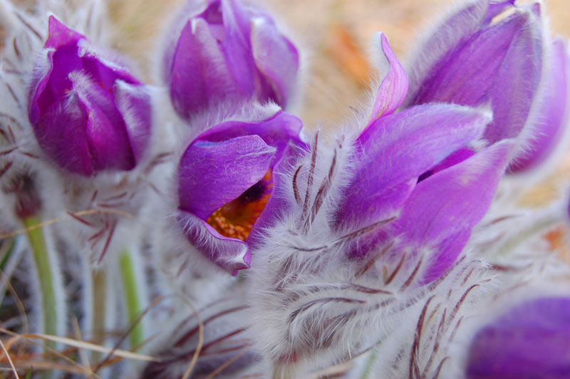 photo "***" tags: nature, macro and close-up, flowers