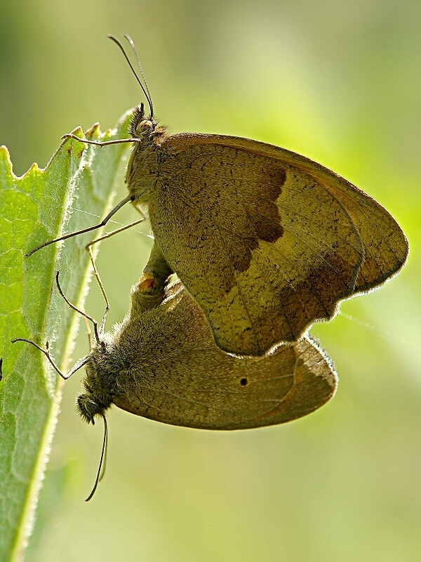 photo "***" tags: macro and close-up, 