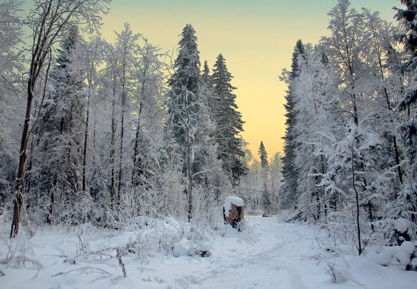 photo "***" tags: landscape, forest, winter