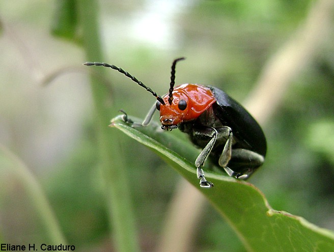 photo "***" tags: nature, insect