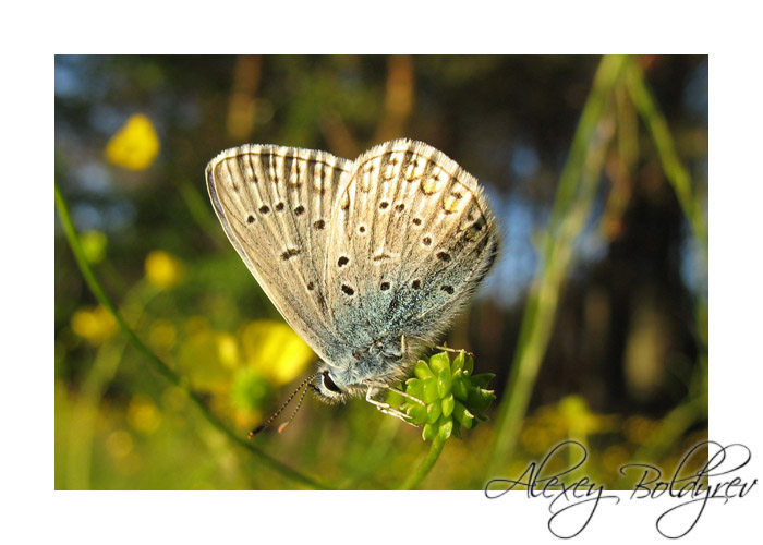 photo "sits" tags: nature, macro and close-up, insect