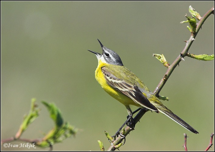 photo "Blue-headed Wagtail" tags: nature, wild animals