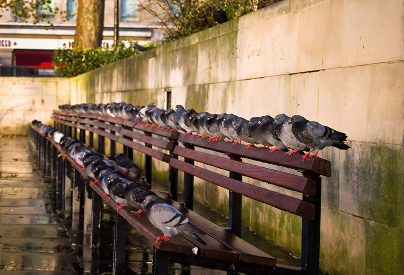 photo "Platoon... quietly...!!!" tags: nature, travel, Europe