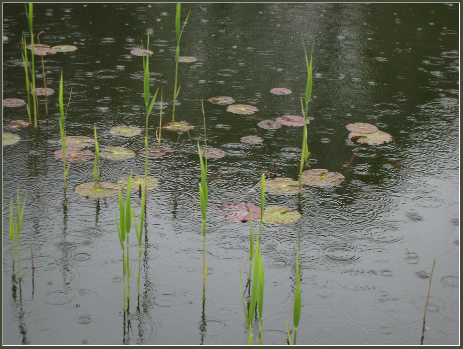 photo "Tristesse" tags: landscape, still life, water