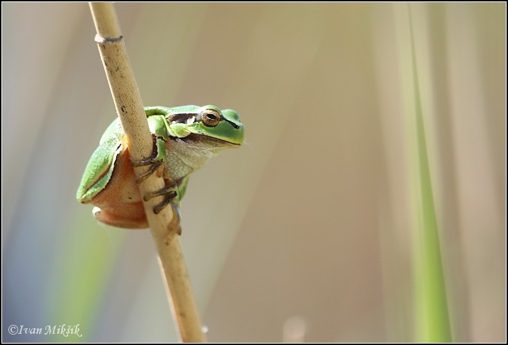 photo "Tree frog" tags: nature, wild animals