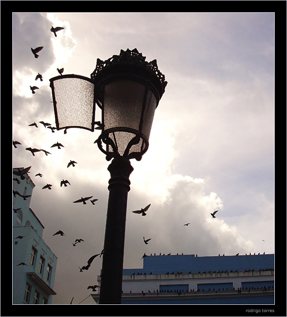 photo "who let the birds out? :)" tags: city, travel, North America