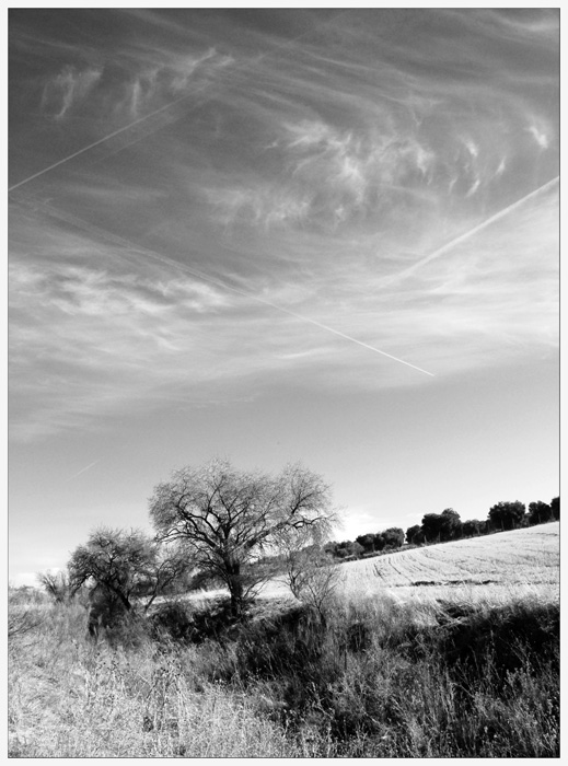 photo "Trazos al Cielo" tags: black&white, landscape, winter