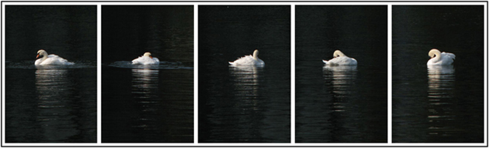 фото "А белый лебедь на пруду..." метки: природа, дикие животные