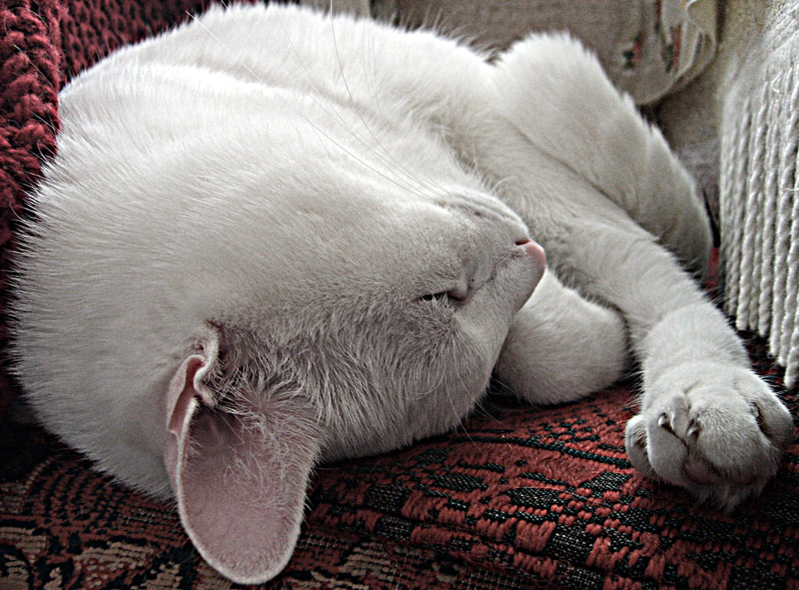 photo "Sleeping and dreaming, maybe" tags: portrait, 