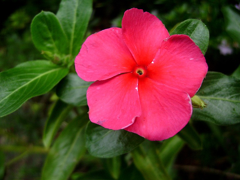 photo "A kiss for all (Happy New Year!)" tags: nature, flowers