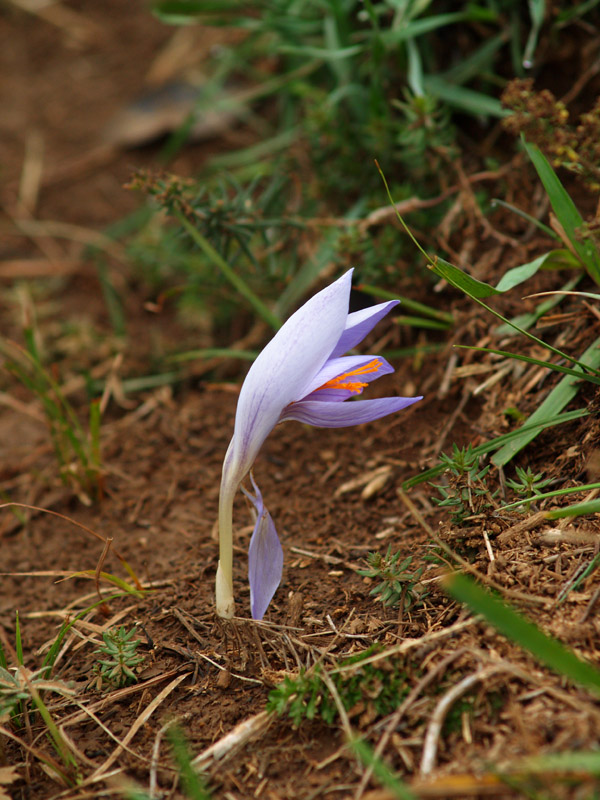 photo "Lone flower on Ai-Petri (Crimea)" tags: nature, macro and close-up, flowers