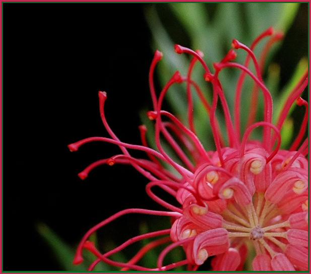 photo "New Year"s Firework." tags: nature, abstract, flowers