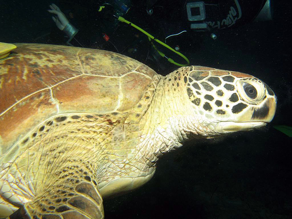 photo "***" tags: underwater, nature, wild animals