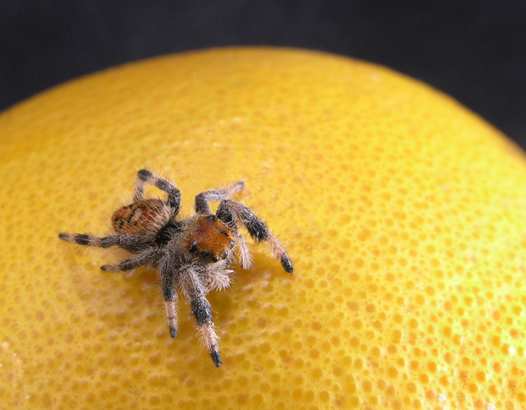 photo "Spider on orange" tags: nature, macro and close-up, insect