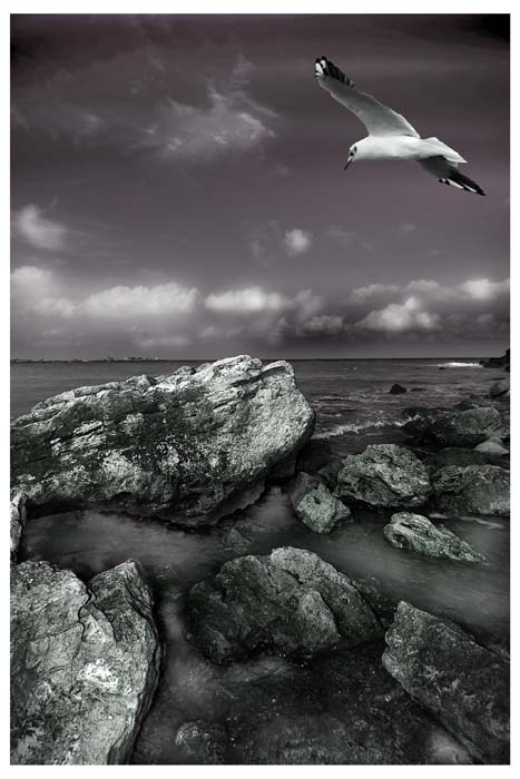 photo "freedom search b&w version" tags: landscape, water