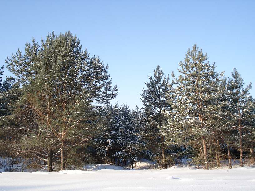 фото ""Мороз и солнце ..."" метки: пейзаж, зима, лес