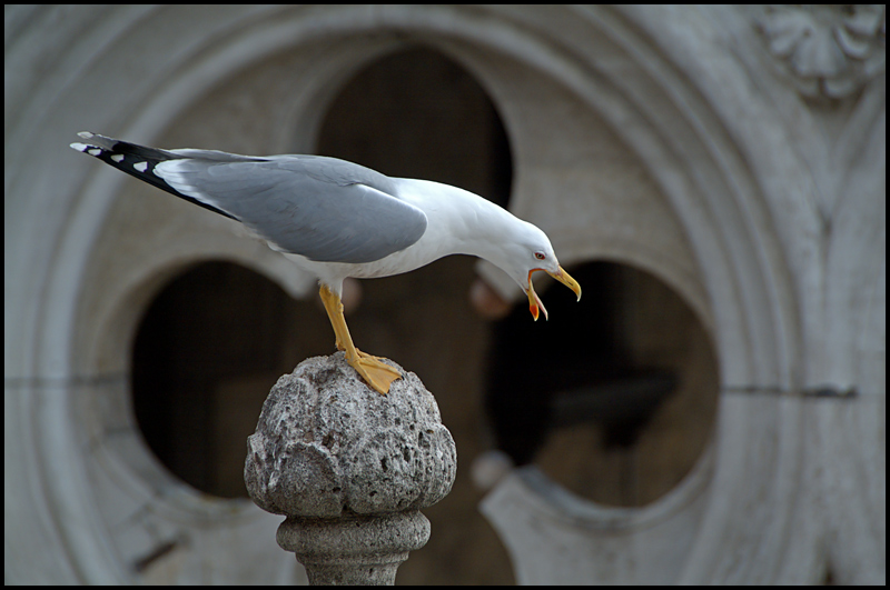 photo "Venice, Doge's Palace" tags: architecture, genre, landscape, 