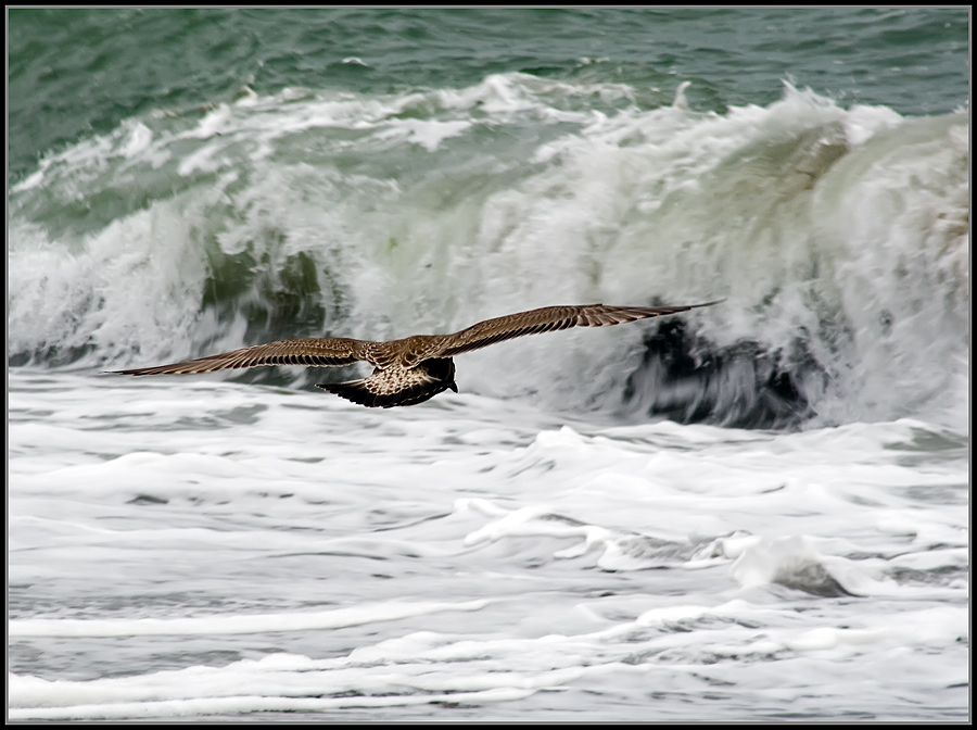 photo "***" tags: landscape, nature, water, wild animals