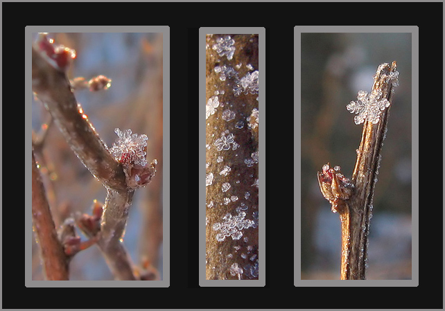 photo "***" tags: macro and close-up, 