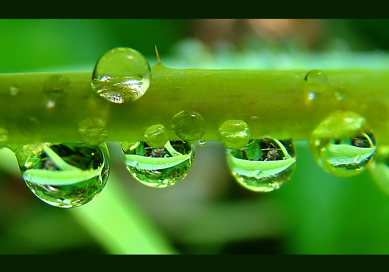 photo "***" tags: macro and close-up, 