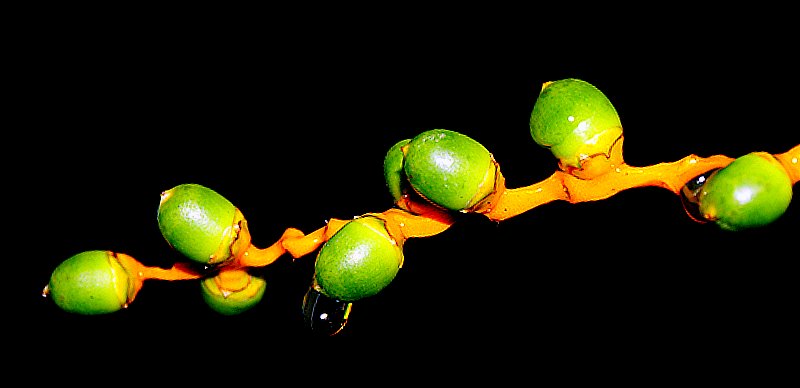фото "Two Dew Drops" метки: природа, цветы