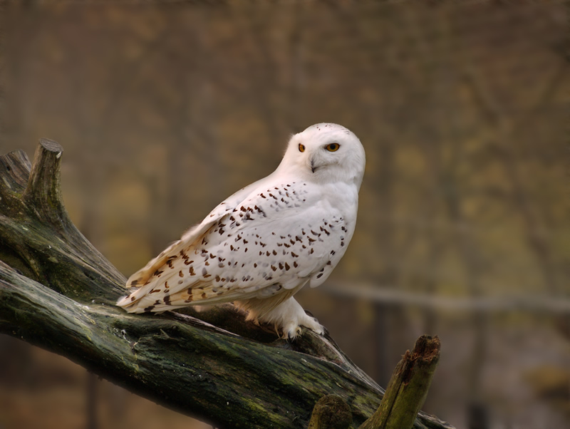 фото "Snowy Owl" метки: природа, дикие животные