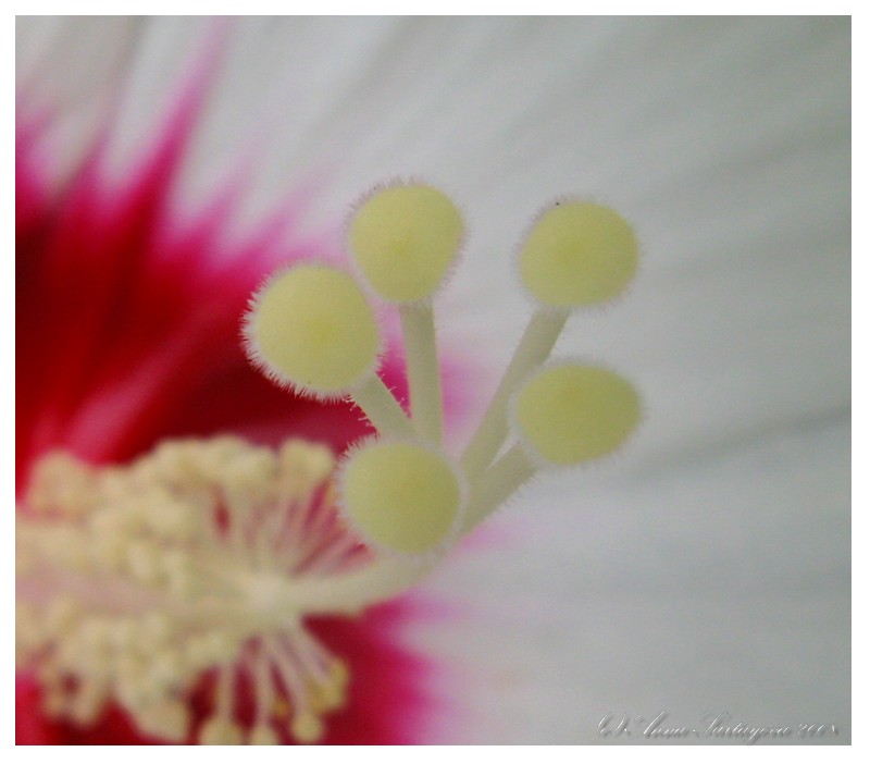 фото "Heart of flower" метки: природа, макро и крупный план, цветы