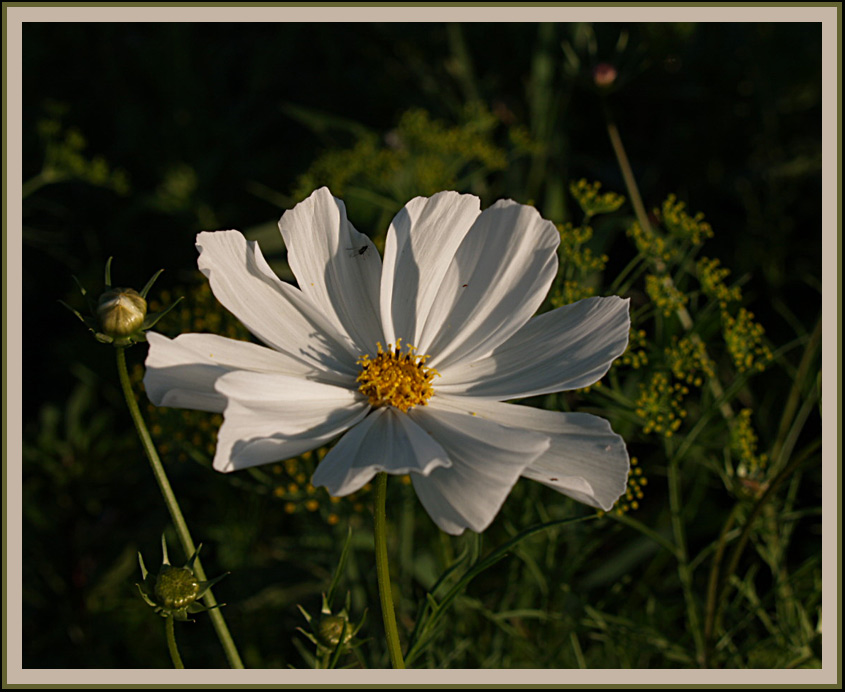 photo "***" tags: nature, flowers