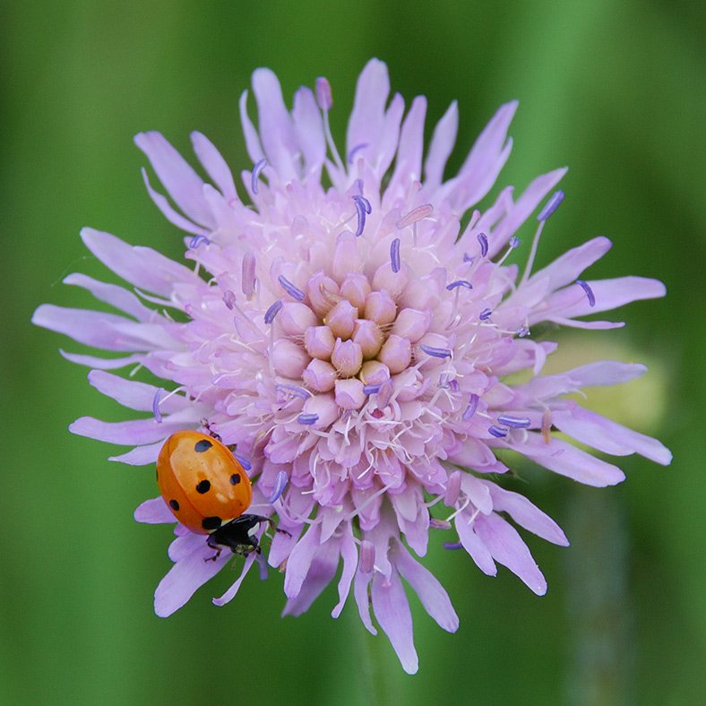 photo "***" tags: macro and close-up, nature, insect