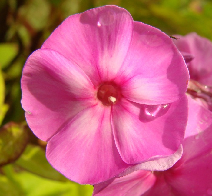 photo "***" tags: nature, macro and close-up, flowers