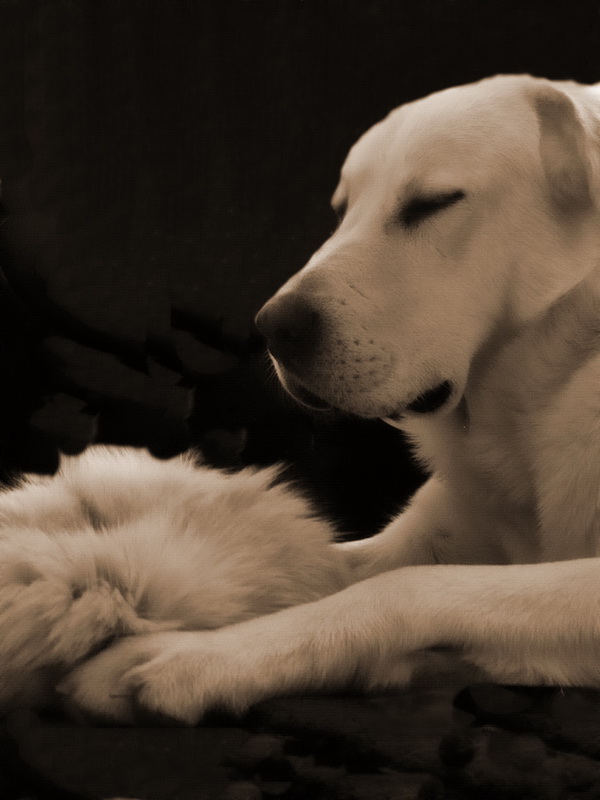 photo "White fire with his toy" tags: nature, pets/farm animals