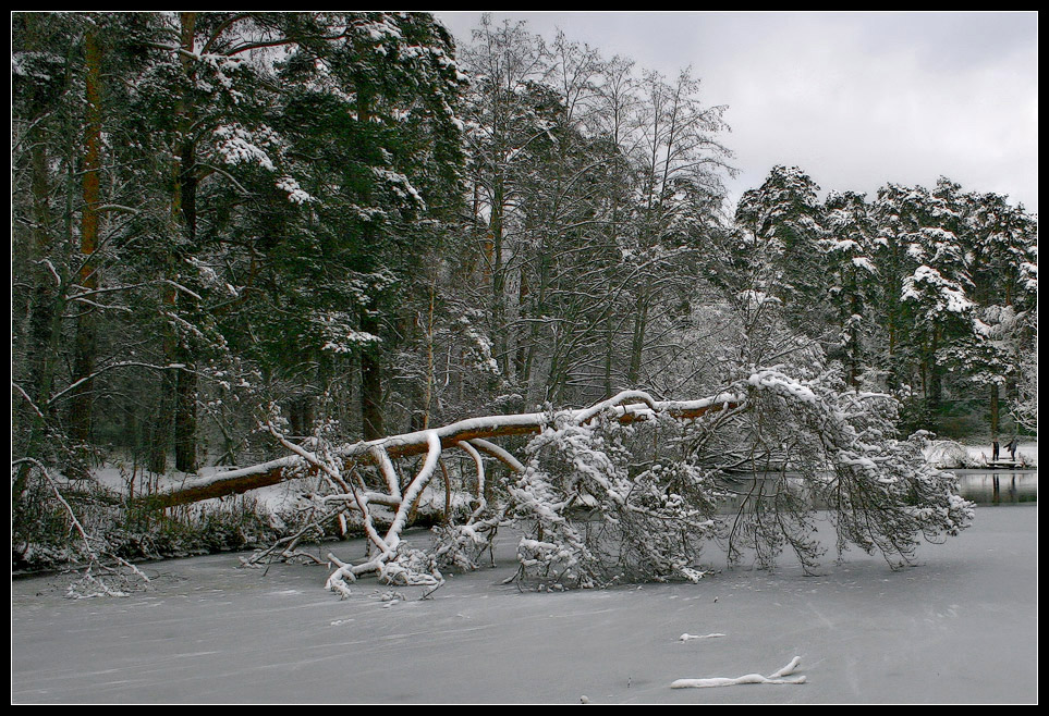 photo "Winter Losses" tags: landscape, forest, winter