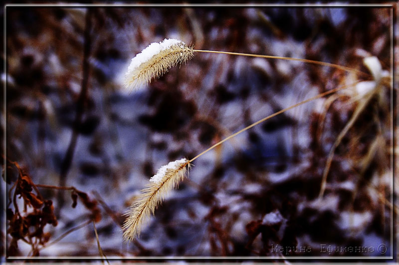 фото "зима пришла" метки: природа, цветы