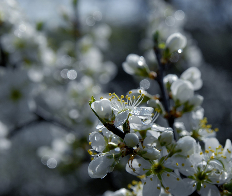 photo "***" tags: nature, macro and close-up, flowers