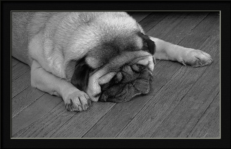 фото "frank my little fat dog" метки: природа, домашние животные